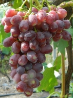 Andriusza