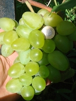 Ba�ena