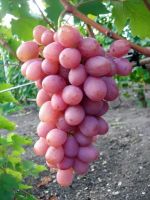 Dju�ina